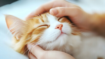Obraz na płótnie Canvas A person lovingly pets a content cat, sharing warmth and happiness in a peaceful indoor space