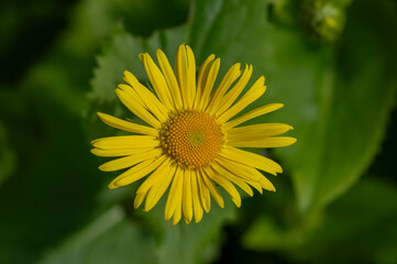 Doronicum orientale leopards bane bright yellow spring flowers in bloom, ornamental garden flowering plant