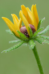 brown eyed susan close-up
