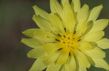 yellow false dandelion flower