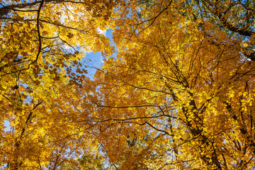 Autumn tree canopy at Spencer Gorge conservation area, Dundas, Hamilton, Ontario, Canada
