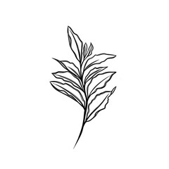  leaf pant line art. Minimalistic line drawing. leaf line art. Botanical drawing illustration by hand.