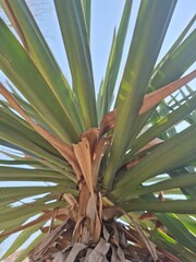 Smooth green leaves close-up