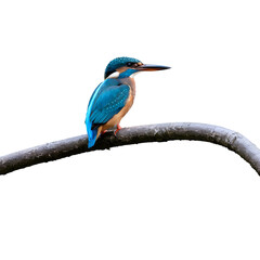Obraz premium Close up of a Kingfisher Perched on a Branch Nature and Bird Photography Transparent Background