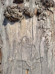 tree bark texture