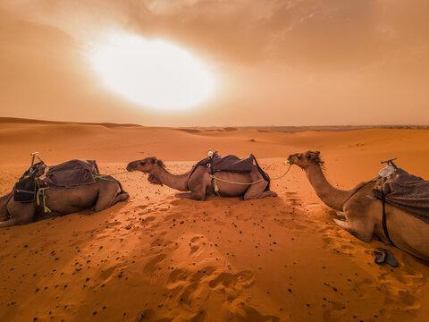 Kamele machen Pause in der Sahara