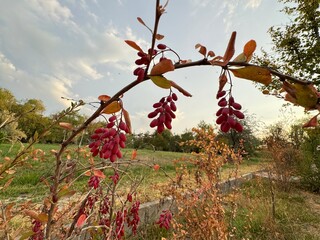 Red berries of berberis vulgaris bush. Close-up of ripe fresh Berberis Vulgaris (Karamuk) berries....