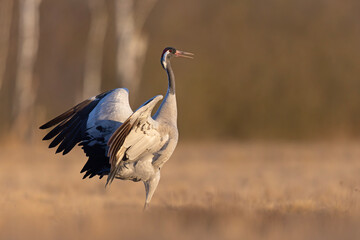 Żuraw (Grus grus) © Grzegorz