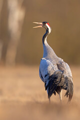 Żuraw (Grus grus) © Grzegorz