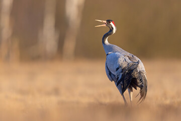 Żuraw (Grus grus) © Grzegorz