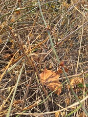 Narrow branches and autumn leaves between them