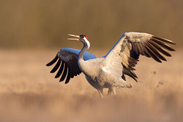 Żuraw (Grus grus) © Grzegorz