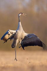 Żuraw (Grus grus) © Grzegorz