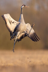 Żuraw (Grus grus) © Grzegorz