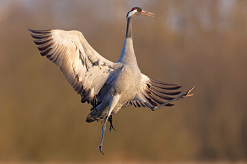 Żuraw (Grus grus) © Grzegorz