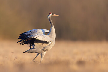 Żuraw (Grus grus) © Grzegorz