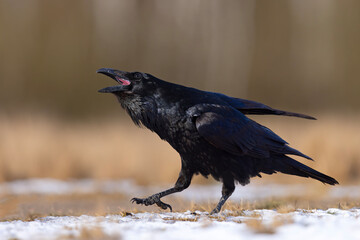 Kruk zwyczajny (Corvus corax)