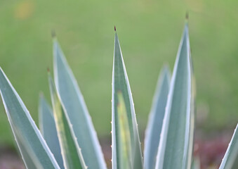 Close up of Agave - stock photo