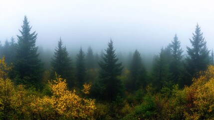 Misty forest with autumn foliage in the mountains