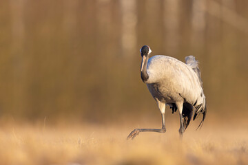 Żuraw (Grus grus) © Grzegorz