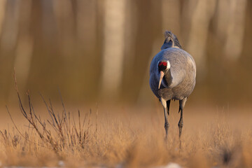 Żuraw (Grus grus) © Grzegorz