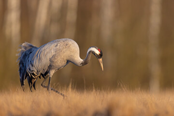 Żuraw (Grus grus)