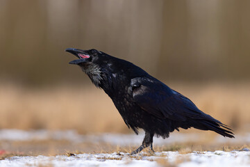 Kruk zwyczajny (Corvus corax)