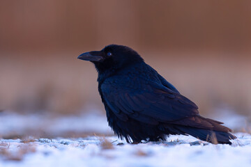 Kruk zwyczajny (Corvus corax)
