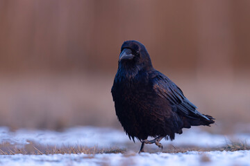Kruk zwyczajny (Corvus corax)