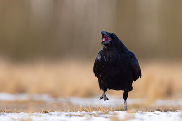Kruk zwyczajny (Corvus corax)
