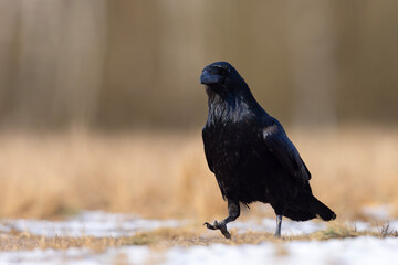 Kruk zwyczajny (Corvus corax)
