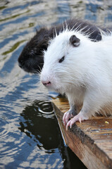Myocastor coypus sit on a wooden platform