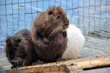 A group of Myocastor coypus nutria sit on a wooden platform
