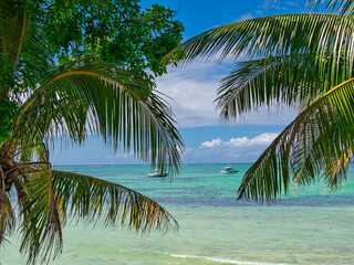Palm fronds framing turquoise waters. Coastal serenity. Serene shoreline: palm fronds and turquoise...