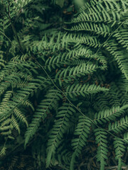 green fern leaves