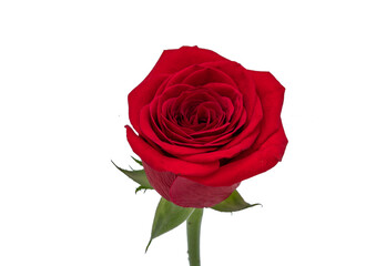 red rose on a white background 