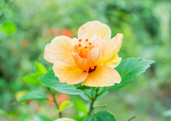 Hibiscus rosa-sinensis Flower 