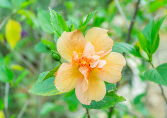 Hibiscus rosa-sinensis Flower 