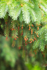 Pine branch fronds