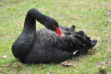 Black swan Cygnus atratus  sitting on grass and preening its feathers. Closeup photo outdoors....