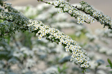 Fototapeta premium Spiraea arguta white blooming branch with a lot of flowers and gren small leaves in spring park.Closeup photo outdoors.Free copy space.