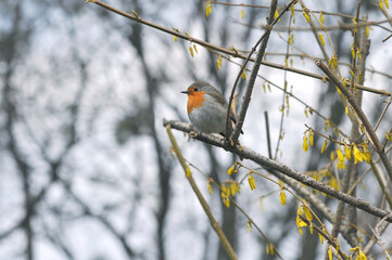 Wild robin redbreast siеtting on a yellow blooming forsythia branch in spring park.Birds in spring, birds wildlife concept. Free copy space.	
