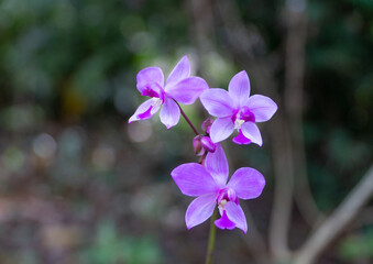 BAMBOO ORCHID, Arundina graminafolia. Costa Rica. Orchidaceae.- stock photo