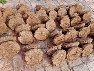 Dung cake landscape mode image keeping in sun shine for making dry 