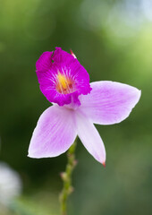 BAMBOO ORCHID, Arundina graminafolia. Costa Rica. Orchidaceae.- stock photo