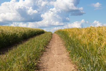 A landscape with a dirt road running through a barley field on a sunny summer day.