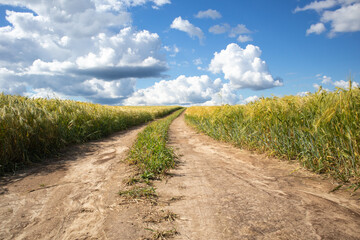 A landscape with a dirt road running through a barley field on a sunny summer day.
