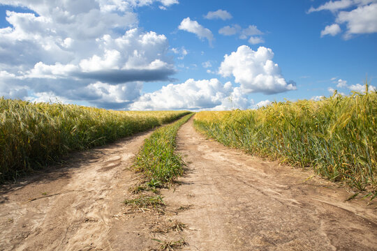 A landscape with a dirt road running through a barley field on a sunny summer day.