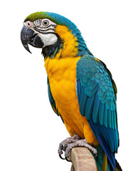 Fototapeta premium Blue and gold Macaw: A vibrant portrait of a blue and gold macaw perched on a wooden branch transparent png background