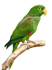 Vibrant Green Parrot on a Branch transparent png background